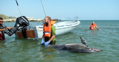 Stire din Social : "Oceanic Club" a împlinit  22 de ani de când salvează delfinii și alte vietăți