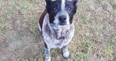 Stire din Actualitate : Fetiță de 3 ani, salvată de un câine surd și orb