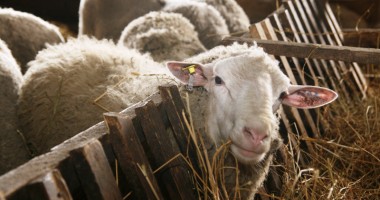 Cei ce se încăpățânează să țină aprinsă flacăra științei - 4
