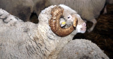Cei ce se încăpățânează să țină aprinsă flacăra științei - 5