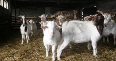 Cei ce se încăpățânează să țină aprinsă flacăra științei - 6