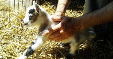 Cu mic, cu mare la ferma animalelor "Ograda veselă"/ Foto - 2