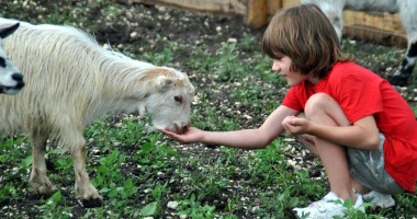 Cu mic, cu mare la ferma animalelor "Ograda veselă"/ Foto - 3