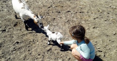 Cu mic, cu mare la ferma animalelor "Ograda veselă"/ Foto - 4