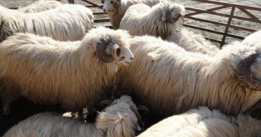Stire din Economie : Ajutor de maximum 6,5 euro/animal pentru crescătorii de oi și capre