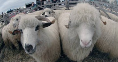 Stire din Economie : Veste bună pentru crescătorii constănțeni de ovine! Se reiau exporturile  în Turcia