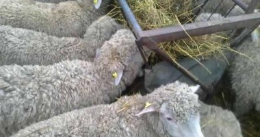 Stire din Economie : Iată ce reguli impune Turcia, în vederea deschiderii exportului de ovine