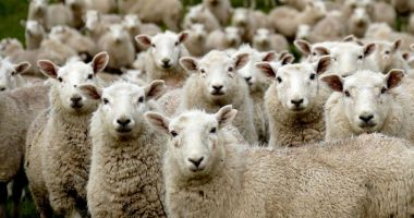 Stire din Social : Anunțul ANSVSA: Cum putem proteja animalele în cazul inundațiilor