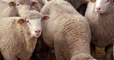 Stire din Social : A fost reluat exportul de ovine și bovine către Israel