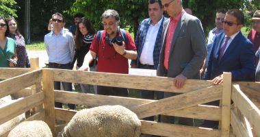 Stire din Economie : Oile crescătorilor din Dobrogea au intrat în atenția francezilor