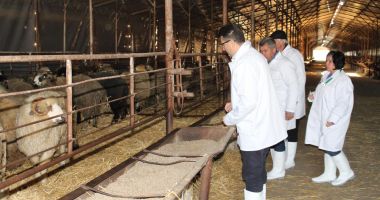 Stire din Eveniment : Ce soartă vor avea ovinele salvate de pe nava răsturnată în Portul Midia