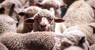 Stire din Economie : Subvenția pentru ovine și bovine s-ar putea majora cu 10 - 12%