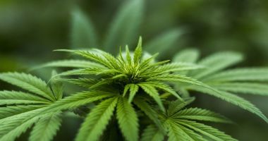 Stire din Actualitate : De ce vrea statul olandez să devină furnizor de marijuana pentru proprietarii de cafenele