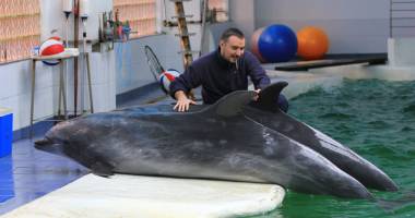 Stire din Cultură-Educație : Omul care dansează cu delfinii: "Doar pasiunea ne mai ține aici"