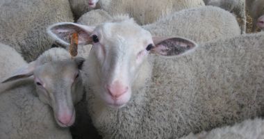 Oieria Palas - unicul institut de cercetare care a realizat și omologat noi creații biologice, în ultimii zece ani - 3
