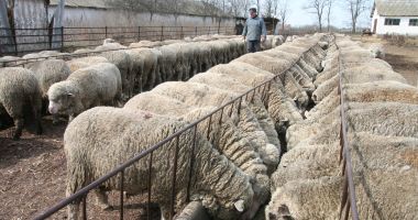 Oieria Palas - unicul institut de cercetare care a realizat și omologat noi creații biologice, în ultimii zece ani - 2