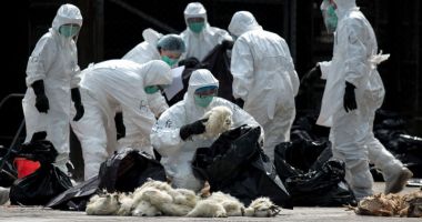 Stire din Social : O nouă amenințare la Constanța: gripa aviară