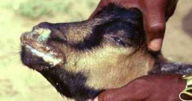 GALERIE FOTO / O nouă MOLIMĂ amenință animalele din România: PESTA MICILOR RUMEGĂTOARE - 2