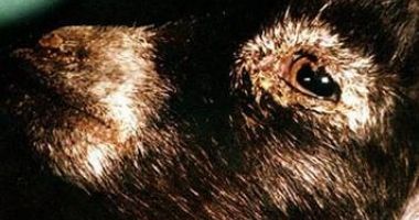 GALERIE FOTO / O nouă MOLIMĂ amenință animalele din România: PESTA MICILOR RUMEGĂTOARE - 3