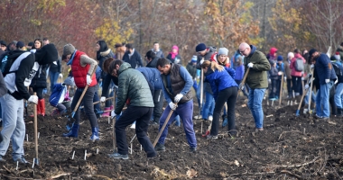 Stire din Social : Pădurea oamenilor întreprinzători.  20.000 de stejari brumării plantați de voluntari