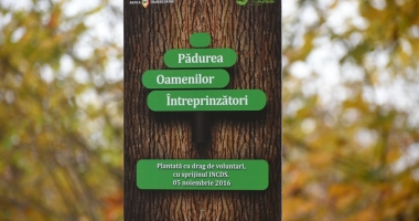 Pădurea oamenilor întreprinzători.  20.000 de stejari brumării plantați de voluntari - 2