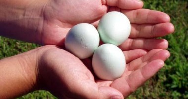 Stire din Diverse : Trucuri pentru gătitul ouălor