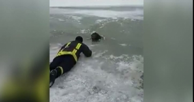 Stire din Eveniment : VIDEO / Operațiune emoționantă de salvare. Un câine a fost scos dintre sloiuri de un pompier
