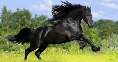 Stire din Fun : Orb, dar curajos!