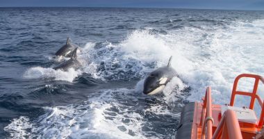 Un grup de orci a scufundat un iaht de 15 m în apropiere de Strâmtoarea Gibraltar