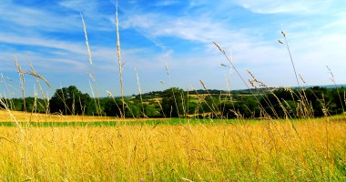 Stire din Economie : Ajutor pentru cultivarea orezului în zonele defavorizate