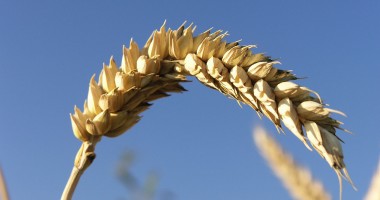 Stire din Economie : Ministerul Agriculturii vrea să crească subvențiile pentru orz și hamei