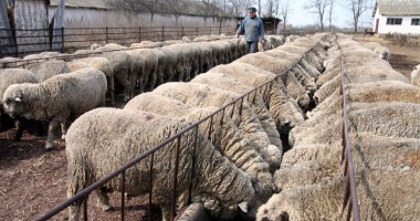 Stire din Economie : Crescătorii de ovine și caprine mai au la dispoziție doar câteva zile pentru a depune cererile de plată pe 2013