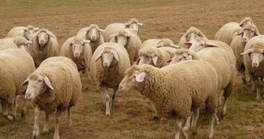 Stire din Economie : Focar de variolă ovină în județul Olt: 3.000 de animale vor fi sacrificate