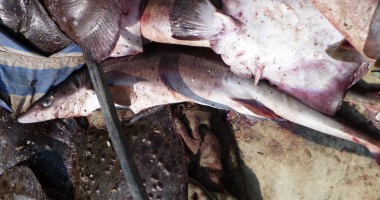 Navă ucraineană, la braconaj în apele teritoriale ale României  (FOTO + VIDEO) - 2