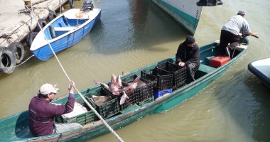 Navă ucraineană, la braconaj în apele teritoriale ale României  (FOTO + VIDEO) - 4