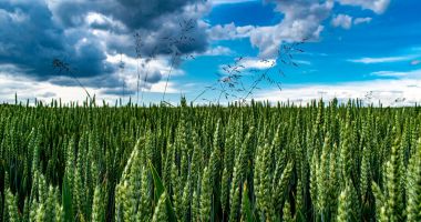 Stire din Economie : Miniștrii Agriculturii din România, Bulgaria, Ungaria, Polonia și Slovacia cer prelungirea restricțiilor pentru cerealele ucrainene