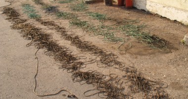 Braconieri în plasa Gărzii de Coastă - 2