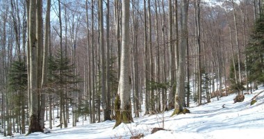 Stire din Economie : Iarna nu tocmai grea i-a ținut pe hoți departe de păduri