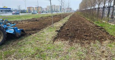 Constănţenii vor avea o nouă pădure urbană, pe bulevardul Aurel Vlaicu