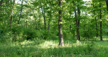 Stire din Economie : Sud - estul țării are doar câteva procente din fondul forestier al României