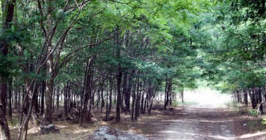 Stire din Economie : 500 de hectare se împăduresc, anul acesta, la Constanța