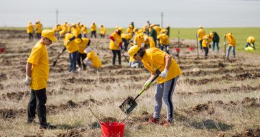 Pădurea CELCO ia naștere în județul Constanța - 5