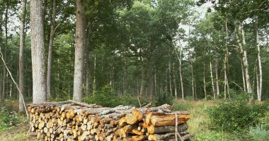 Stire din Economie : INS / Peste 1,5 milioane metri cubi de lemn, exploatat în sud - estul țării, anul trecut