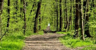 Stire din Social : Se schimbă Codul Silvic. Vești bune și pentru pasionații de plimbări prin pădure