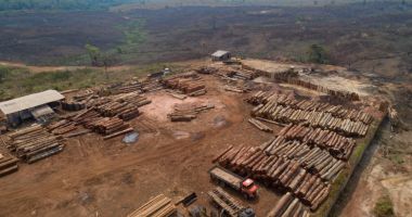 Stire din Actualitate : Suprafața de păduri tropicale distruse în 2021 este mai mare decât teritoriul Cubei
