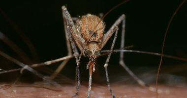Constănțenii, disperați de atacul insectelor. Invazie de păianjeni, țânțari și purici, pe litoral - 5