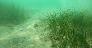 Stire din Social : Istorie pentru România! Pajiști de iarbă de mare și alge brune în Marea Neagră