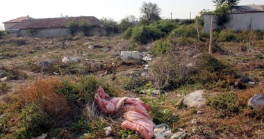 Viața la țară, în Palazu Mare - 5