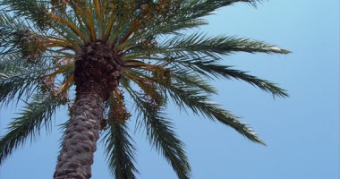 Palmierii furați din parcul din Eforie, găsiți de polițiști