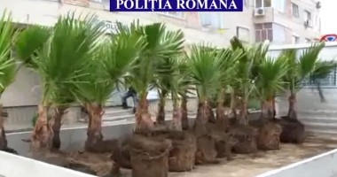Stire din Eveniment : Palmierii furați din parcul din Eforie Sud, estimați la peste 3.500 de lei